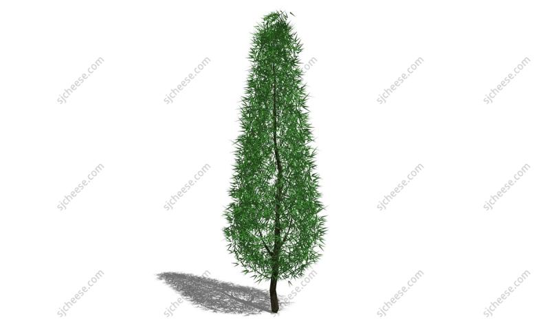 庭院松树绿植SU草图大师sketchup模型