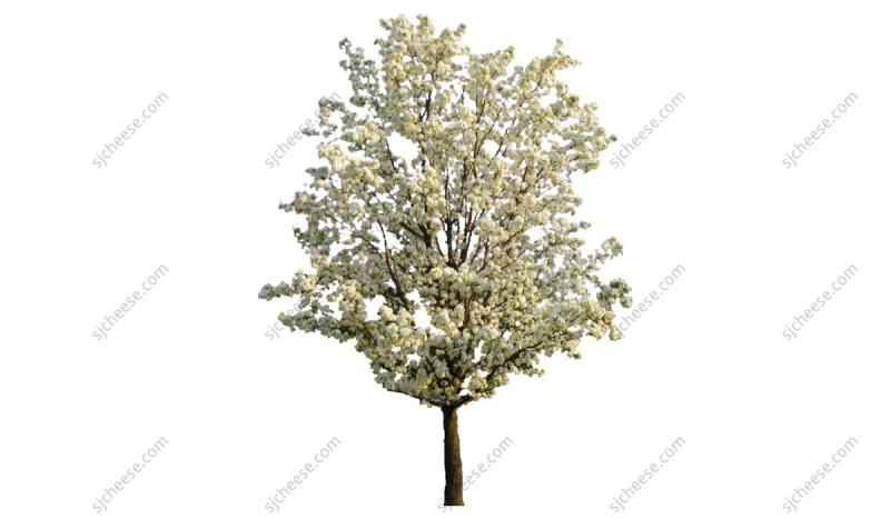 庭院景观绿植梨花树白花树SU草图大师sketchup模型