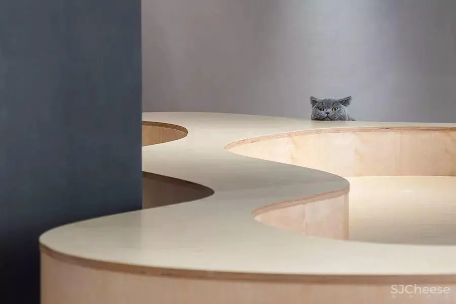 越过山丘,才发现有猫等候
