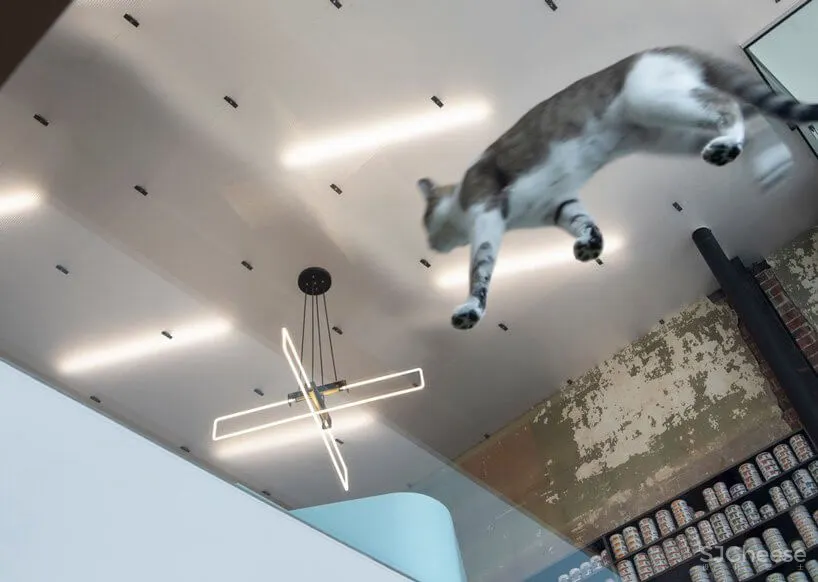 蒙特利尔废弃照相馆改造兽医医院和住宅设计