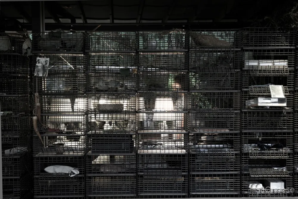 自然治愈系 / DIVOOE ZEIN Architects 首