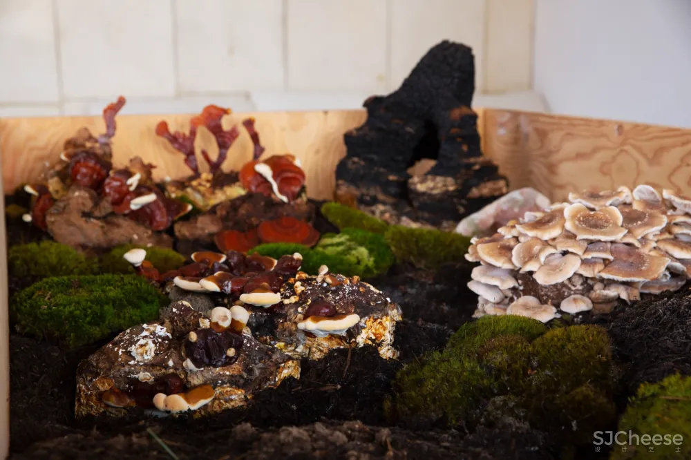 首发 | 蘑菇花园服装商店 old derbrother 首