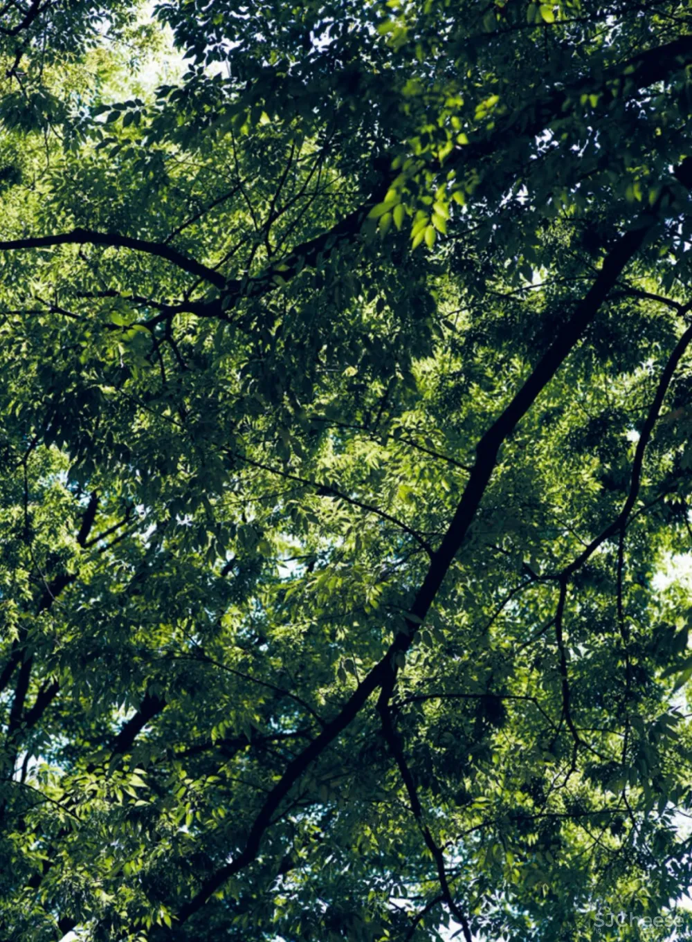 隈研吾最新定制级绝美奢宅:回归竹林生活的灵魂设计!