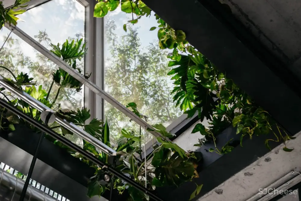 蒙特利尔Ryu日本连锁餐厅