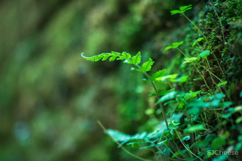 纸张、自然与人的催化实验室—FENKO凤娇催化室