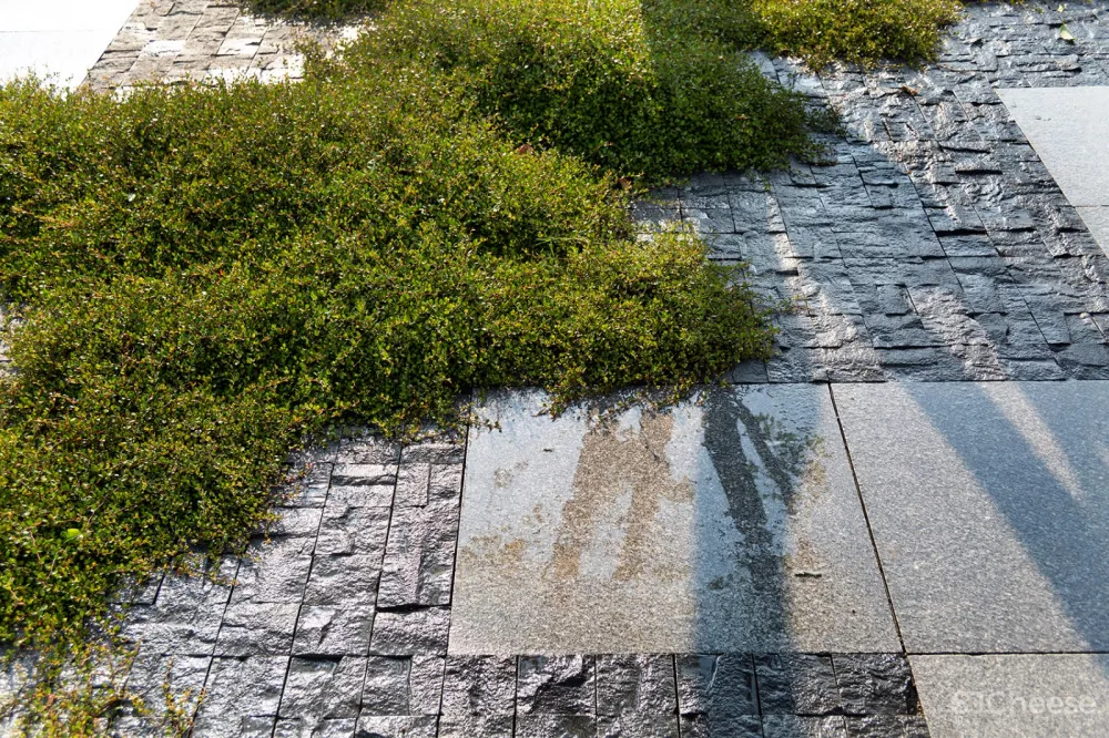 张唐景观:乌镇 Alila酒店 首