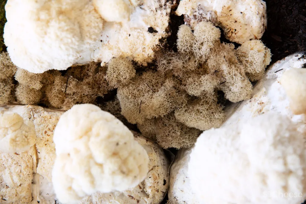 首发 | 蘑菇花园服装商店 old derbrother 首