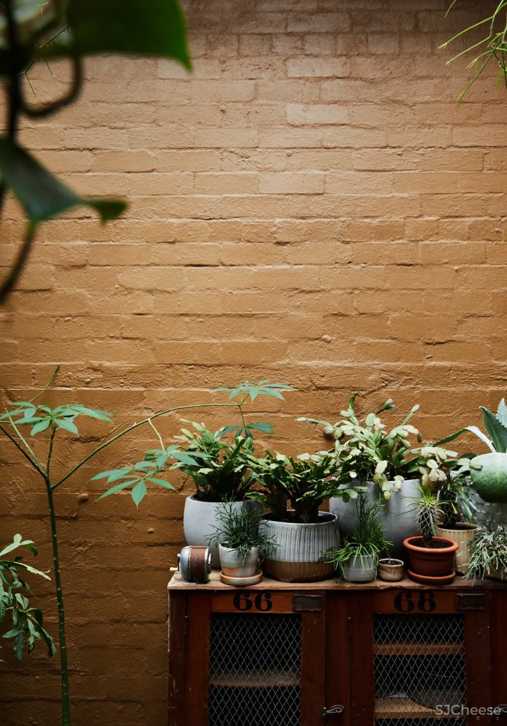 THE PLANT SOCIETY 植物协会新旗舰店