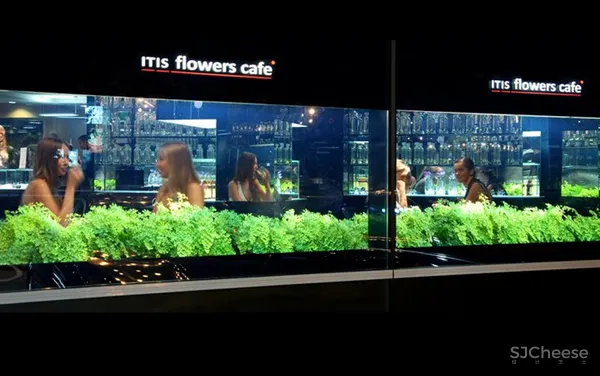 乌克兰itis flowers 咖啡店