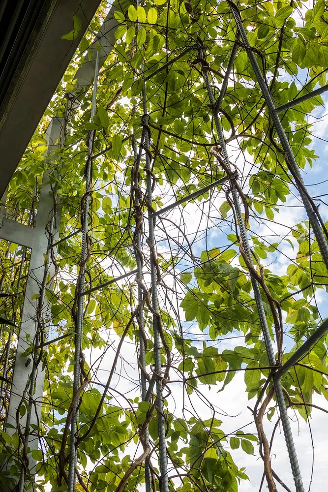 布满绿色植物的住宅 / VTN Architects 首