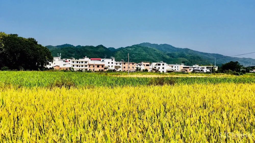 作品赏析|栖于山麓——新民居营造手记