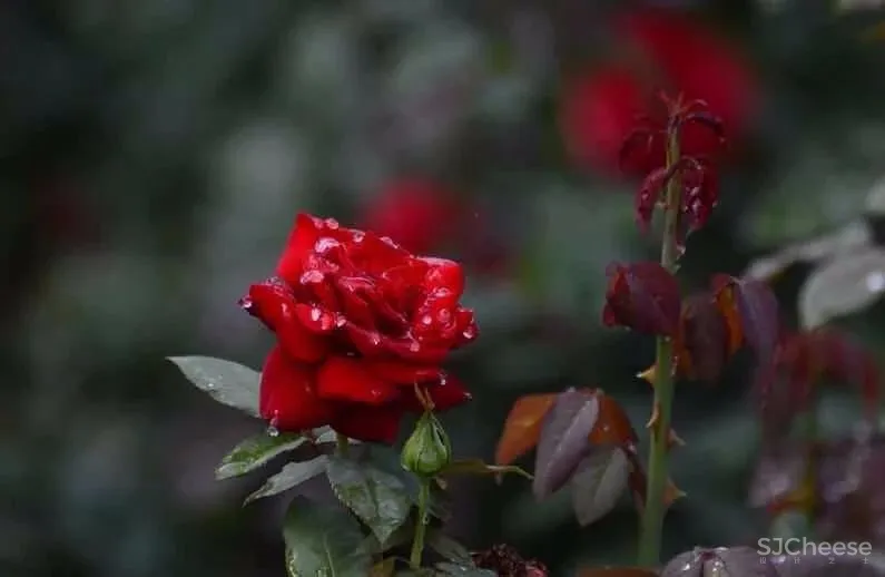 碧波黛瓦 | 苏州人骨子里的生活艺术！