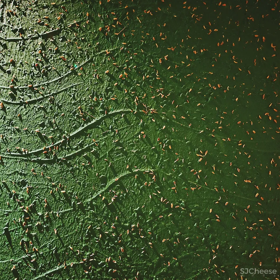 最新 | 大诚当道：汕头 红双鱼川菜餐厅 首