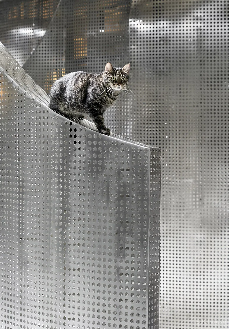 最新 I.F.S.E. SPACE CREATIVE LAB | 上海“动物脊背”零售空间设计 首