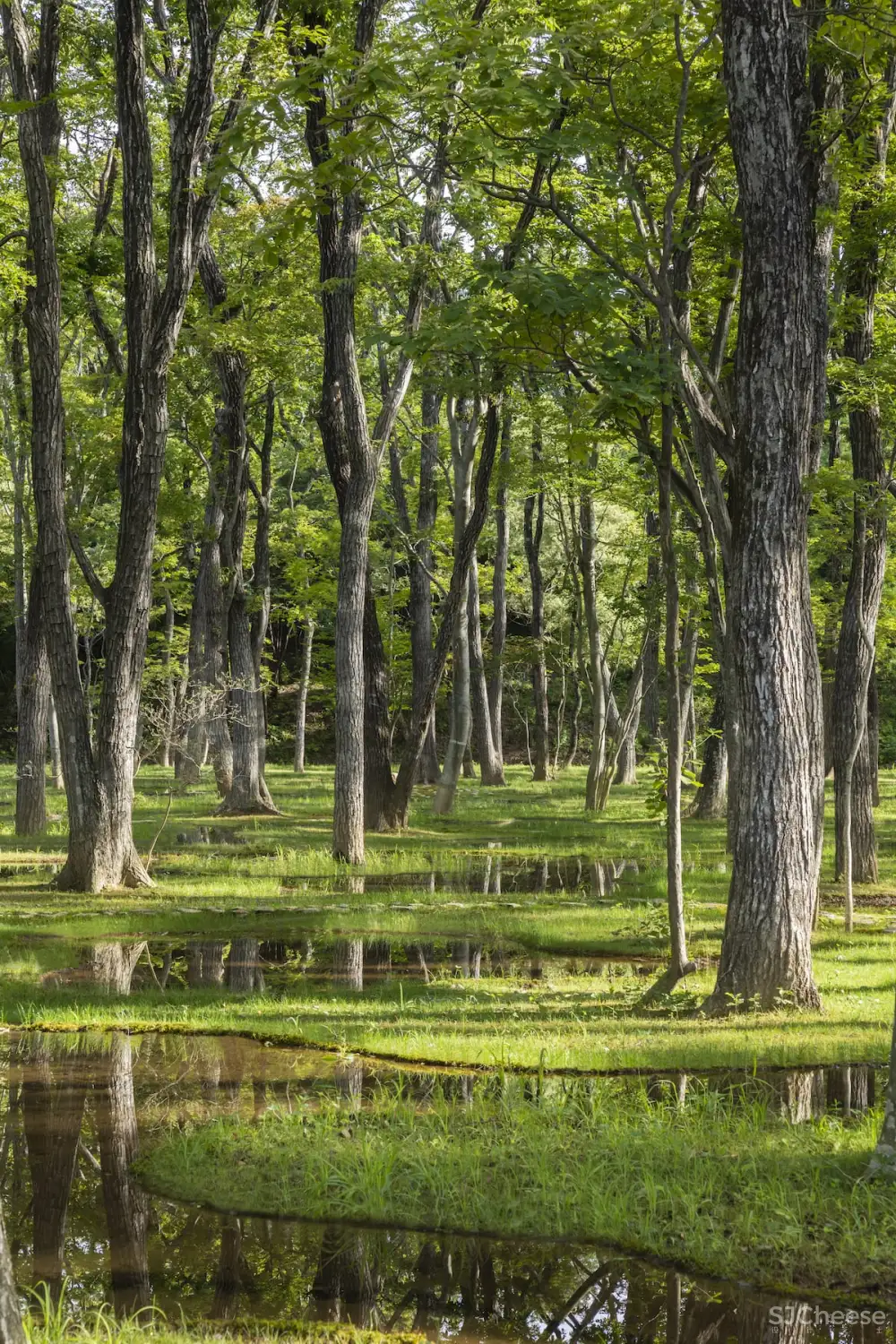 石上纯也 | 日本栃木县水上公园