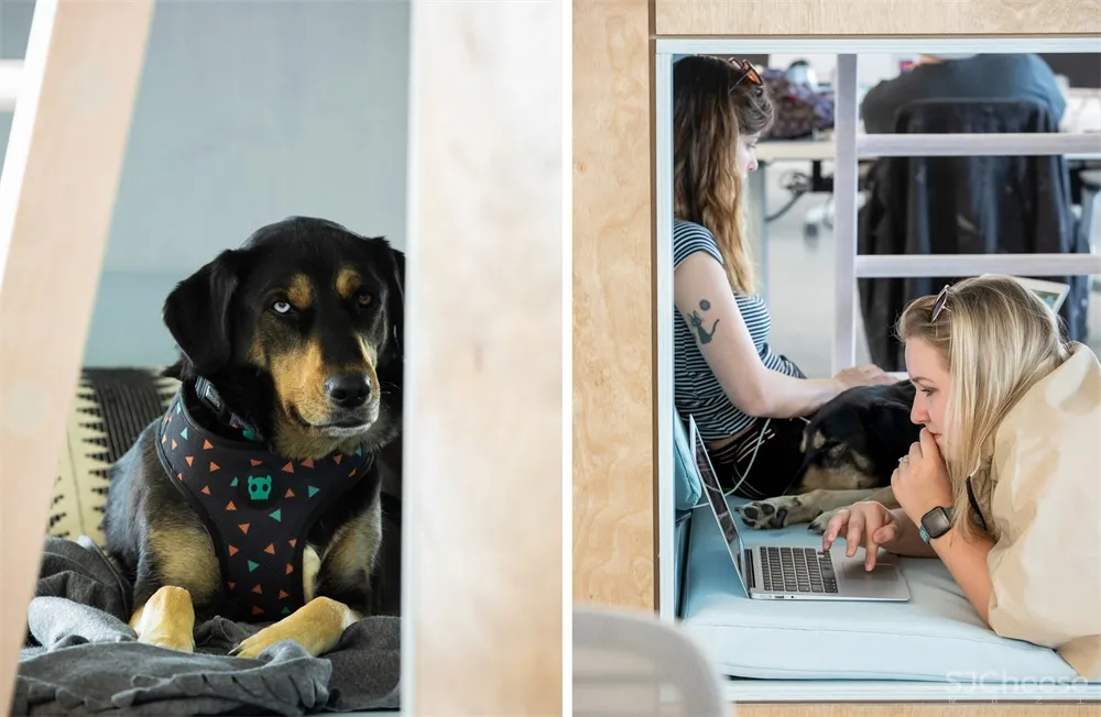 NBBJ | 与宠物一起上班,哥伦布Bark办公室