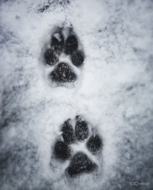 【艺鼎新作·小肥羊】： 清风入夜过草原，正是吃羊好时间