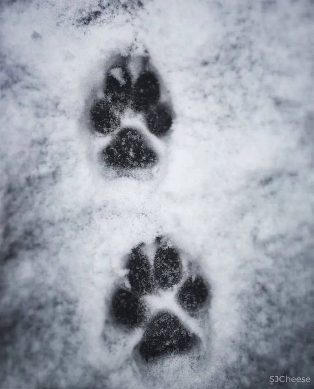 艺鼎新作 | 清风入夜过草原，正是吃羊好时间