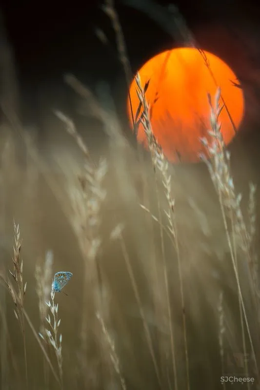 【艺鼎新作·小肥羊】： 清风入夜过草原，正是吃羊好时间