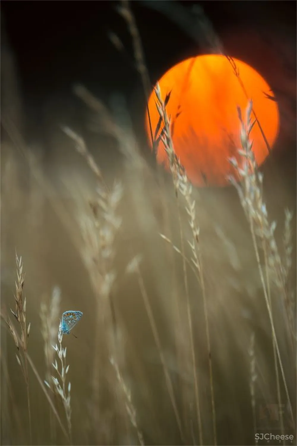 艺鼎新作 | 清风入夜过草原，正是吃羊好时间