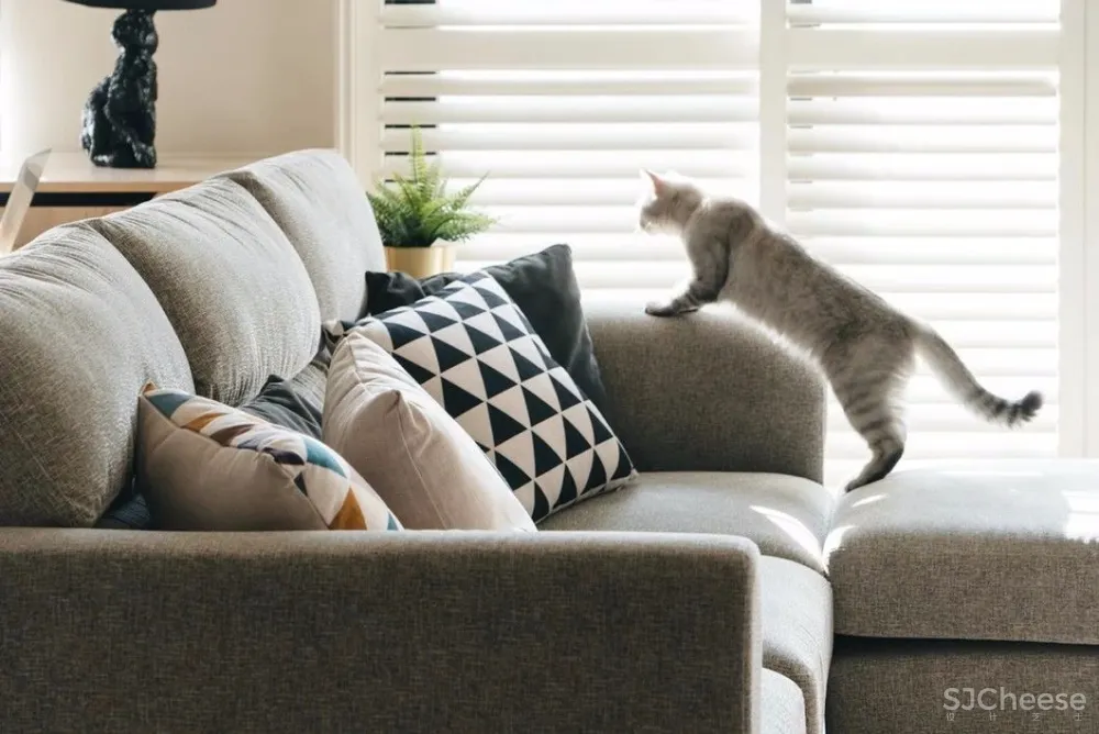 做合格猫奴丨这对小夫妻将家装修成猫主子的欢乐空间