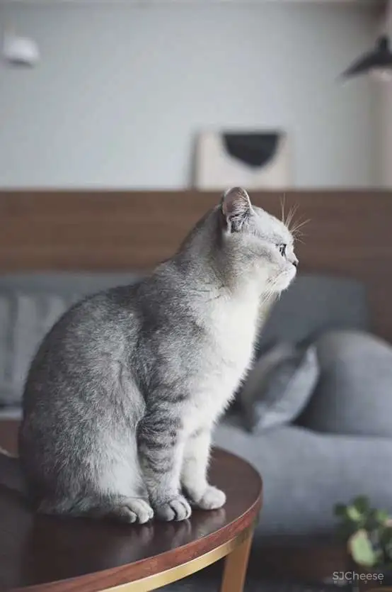 猫与秋 喜屋设计