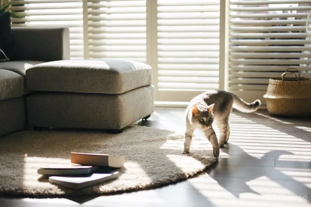 做合格猫奴丨这对小夫妻将家装修成猫主子的欢乐空间