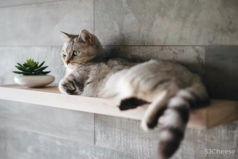 做合格猫奴丨这对小夫妻将家装修成猫主子的欢乐空间