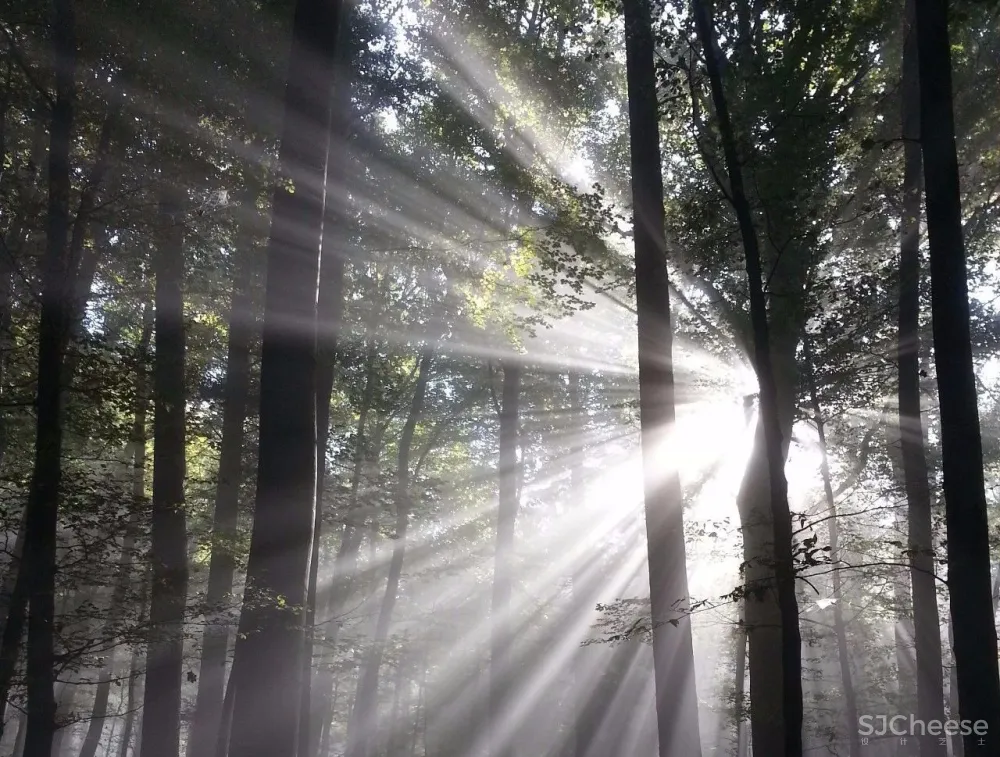 【觉度空间最新力作】以“林”为魂的营销中心 | 诗意栖居与纯粹抽象