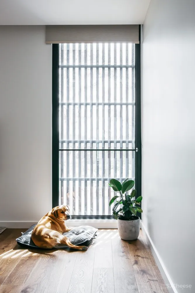 Jost Architects | 澳大利亚大空间现代别墅Kew East House 首