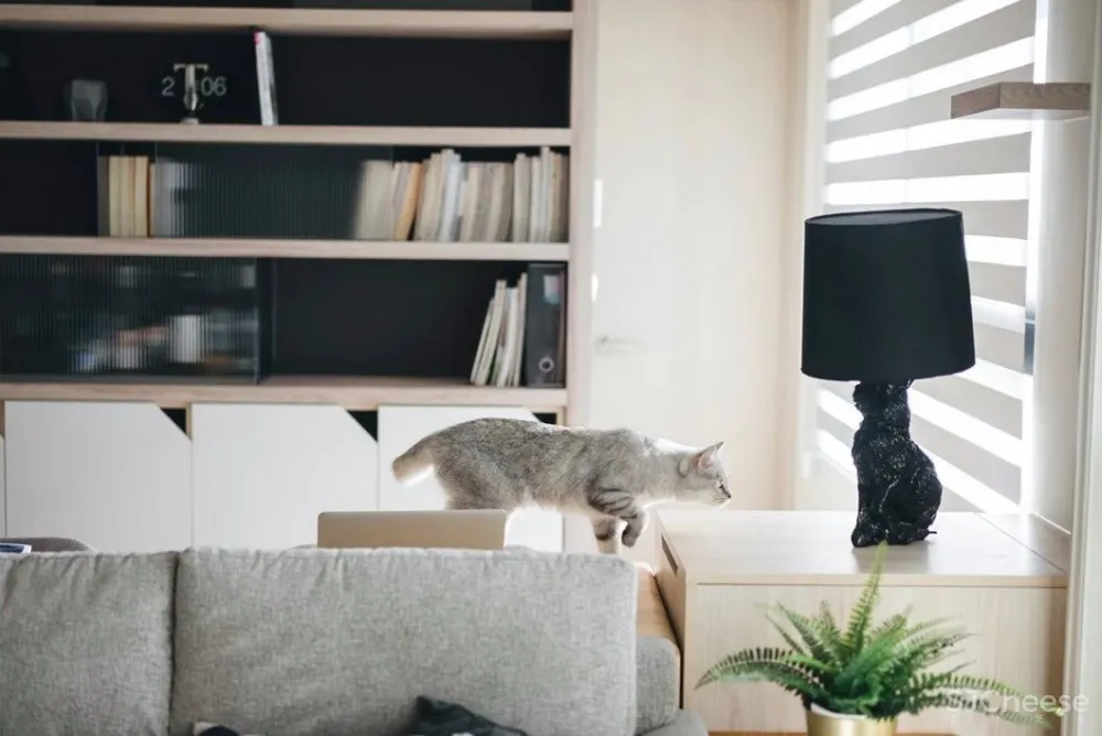 做合格猫奴丨这对小夫妻将家装修成猫主子的欢乐空间