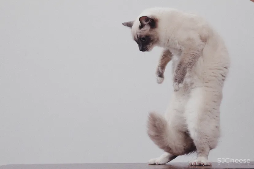 The way pet store in WUHAN