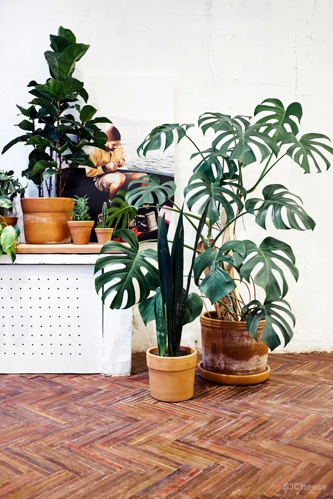 Tavares Duayer Arquitetura | 巴西与浮动画廊结合潮流眼镜店 Zerezes