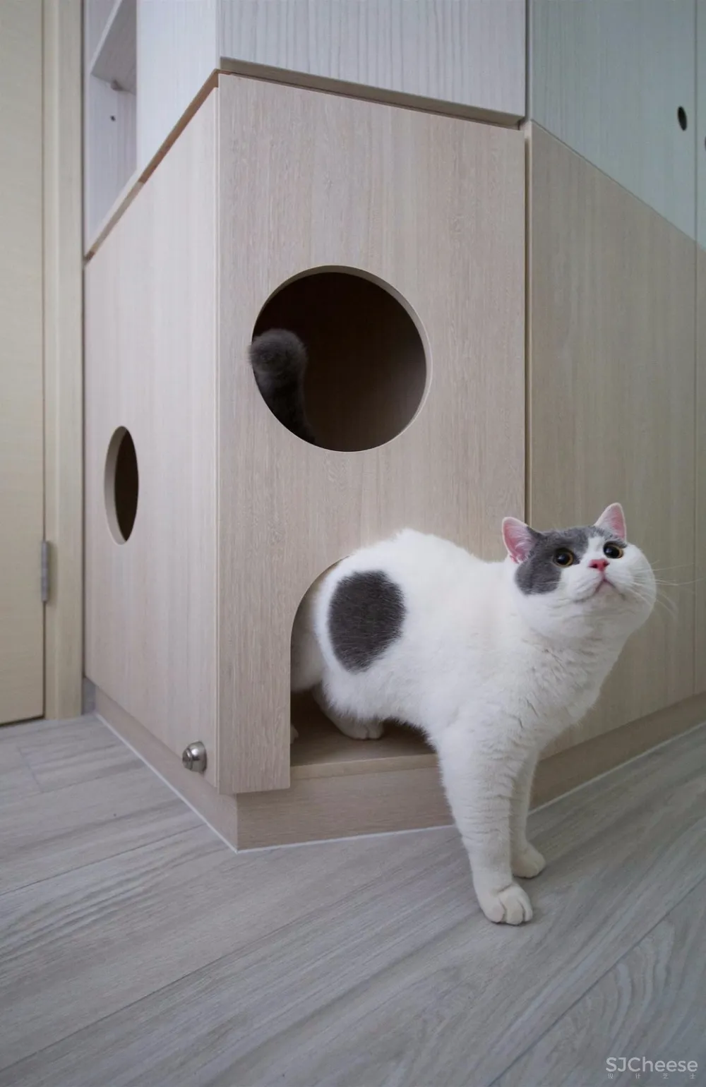 香港:三人+一猫+一鹦鹉=42平米的幸福生活