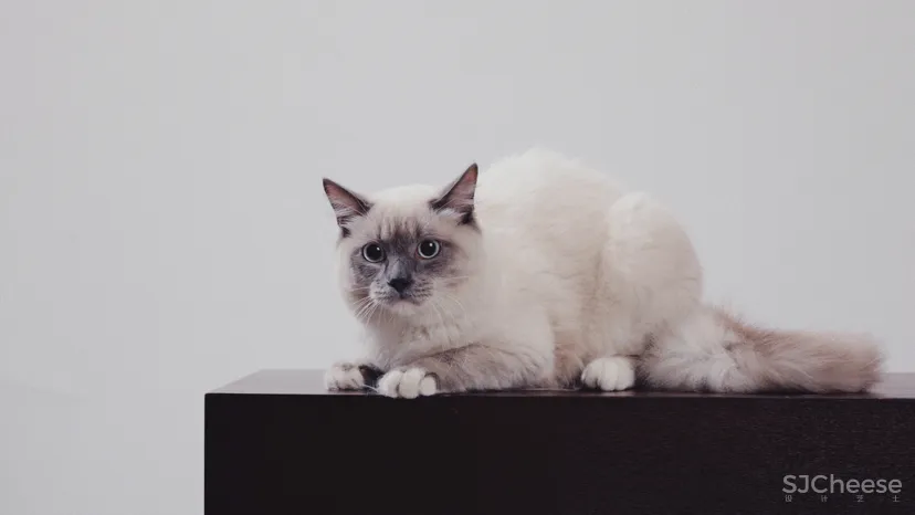 The way pet store in WUHAN