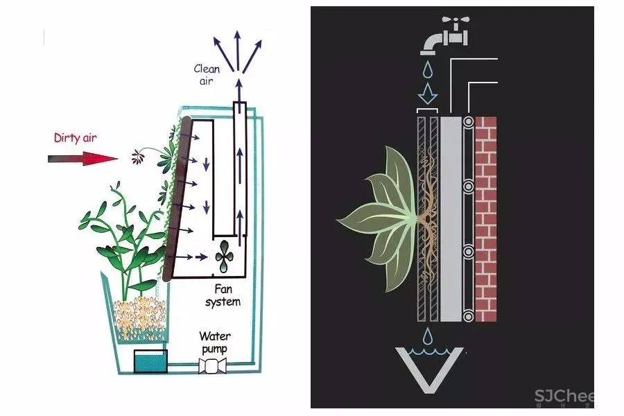 绿植长在墙上丨个性又省地方 首