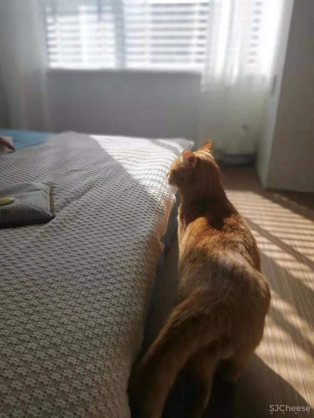 两个日系女孩在60㎡小屋丨收纳进了满房杂物,还有4只猫咪主子