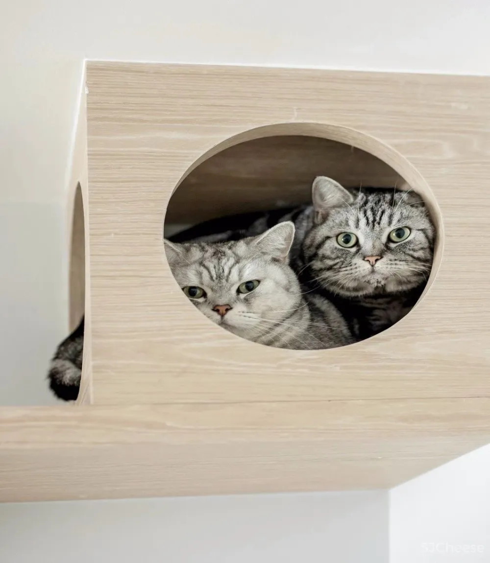 两个日系女孩在60㎡小屋丨收纳进了满房杂物,还有4只猫咪主子