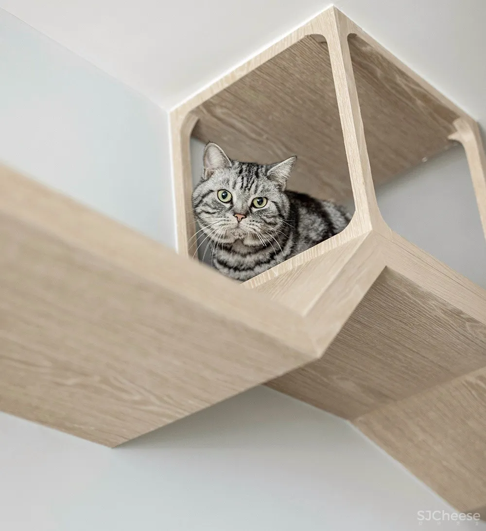 两个日系女孩在60㎡小屋丨收纳进了满房杂物,还有4只猫咪主子