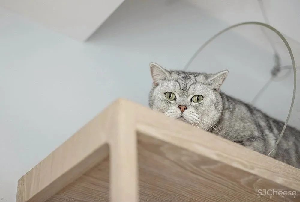 两个日系女孩在60㎡小屋丨收纳进了满房杂物,还有4只猫咪主子