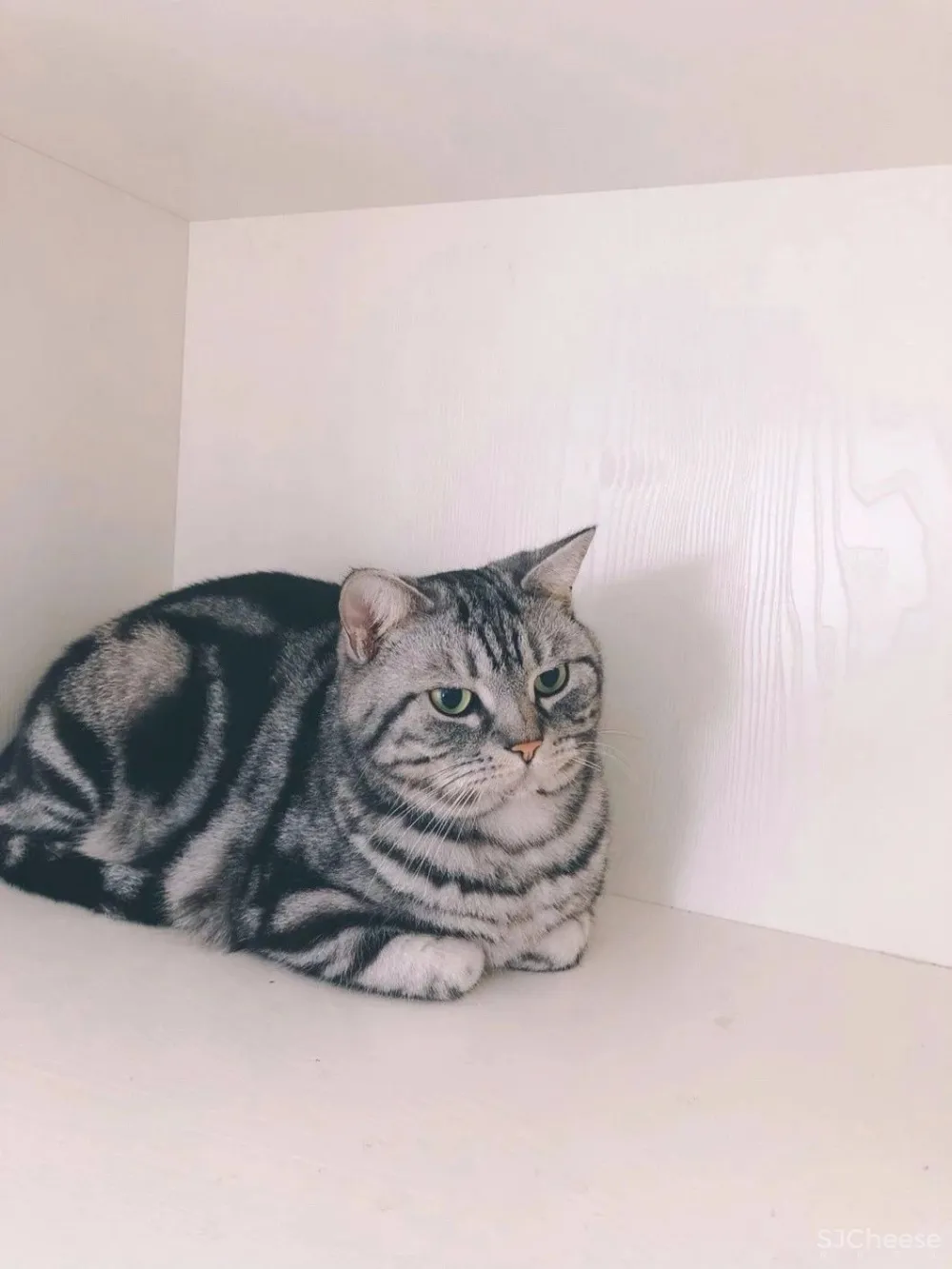 两个日系女孩在60㎡小屋丨收纳进了满房杂物,还有4只猫咪主子