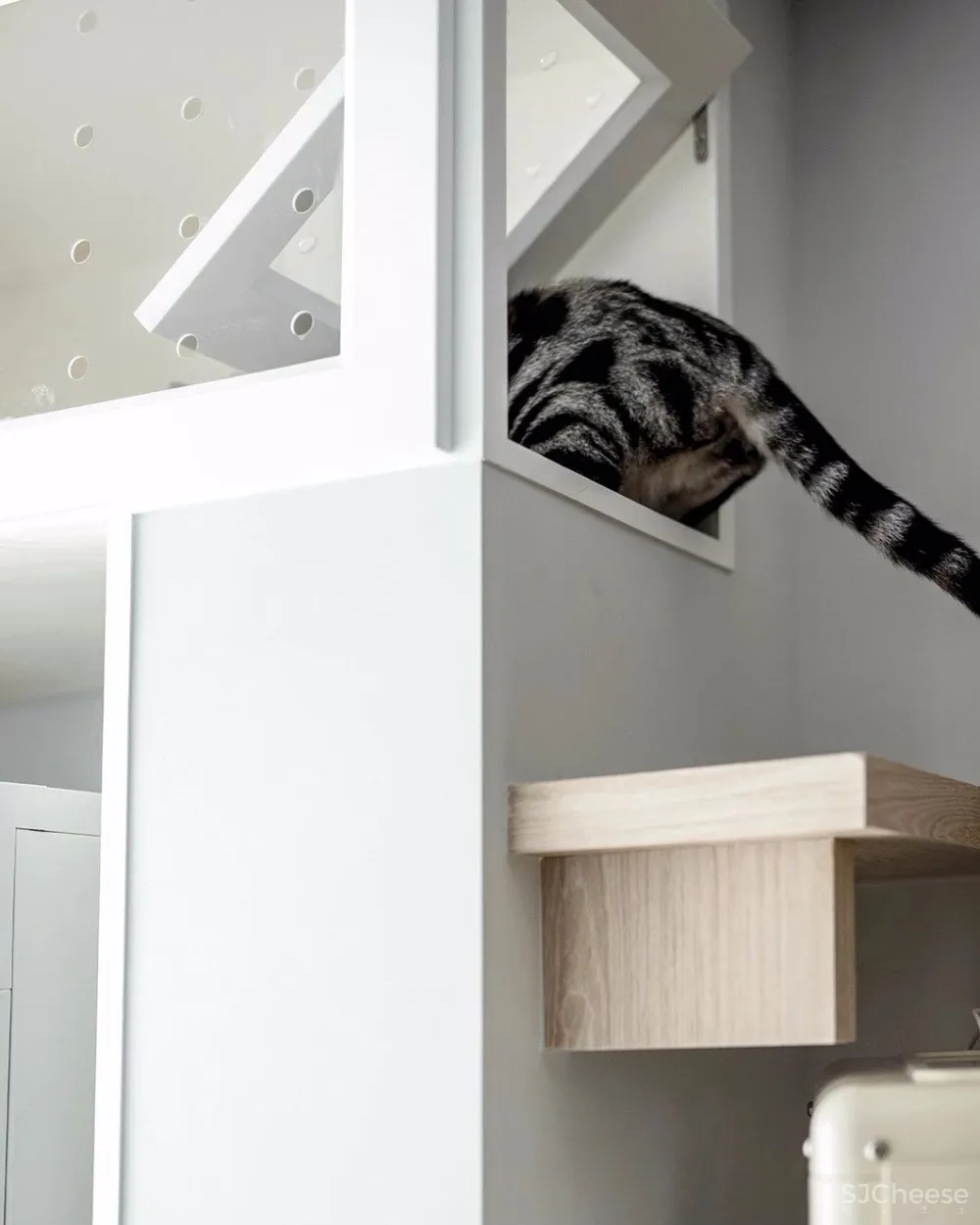 两个日系女孩在60㎡小屋丨收纳进了满房杂物,还有4只猫咪主子