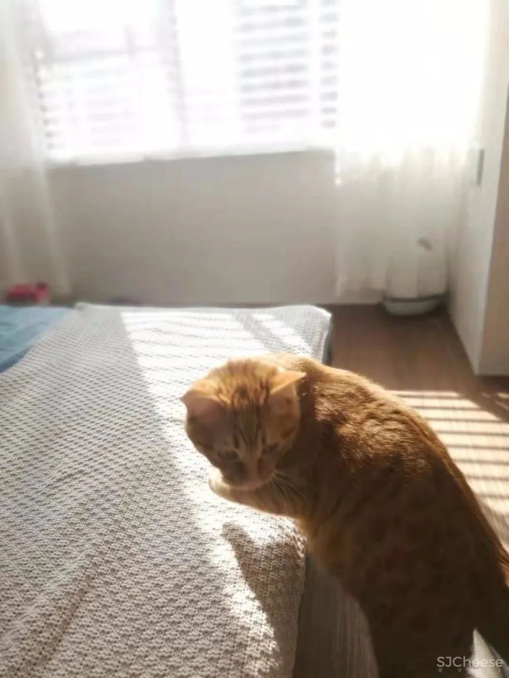 两个日系女孩在60㎡小屋丨收纳进了满房杂物,还有4只猫咪主子