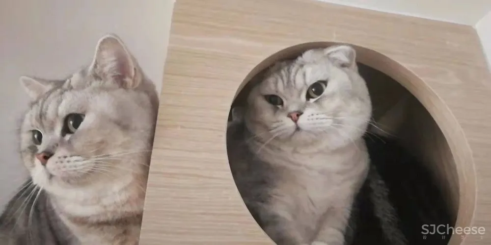 两个日系女孩在60㎡小屋丨收纳进了满房杂物,还有4只猫咪主子