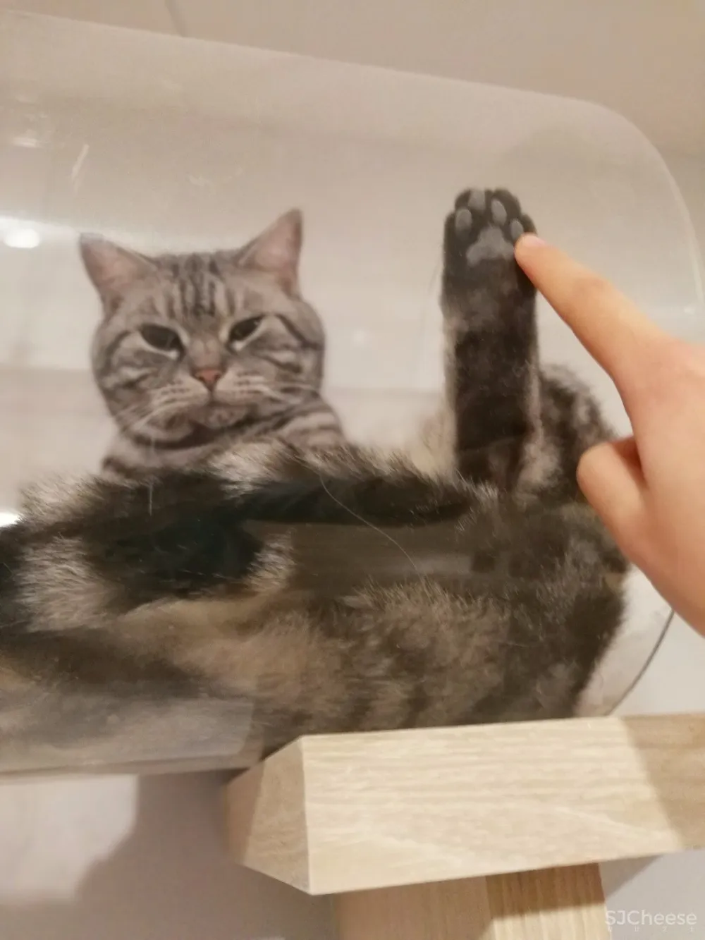 两个日系女孩在60㎡小屋丨收纳进了满房杂物,还有4只猫咪主子