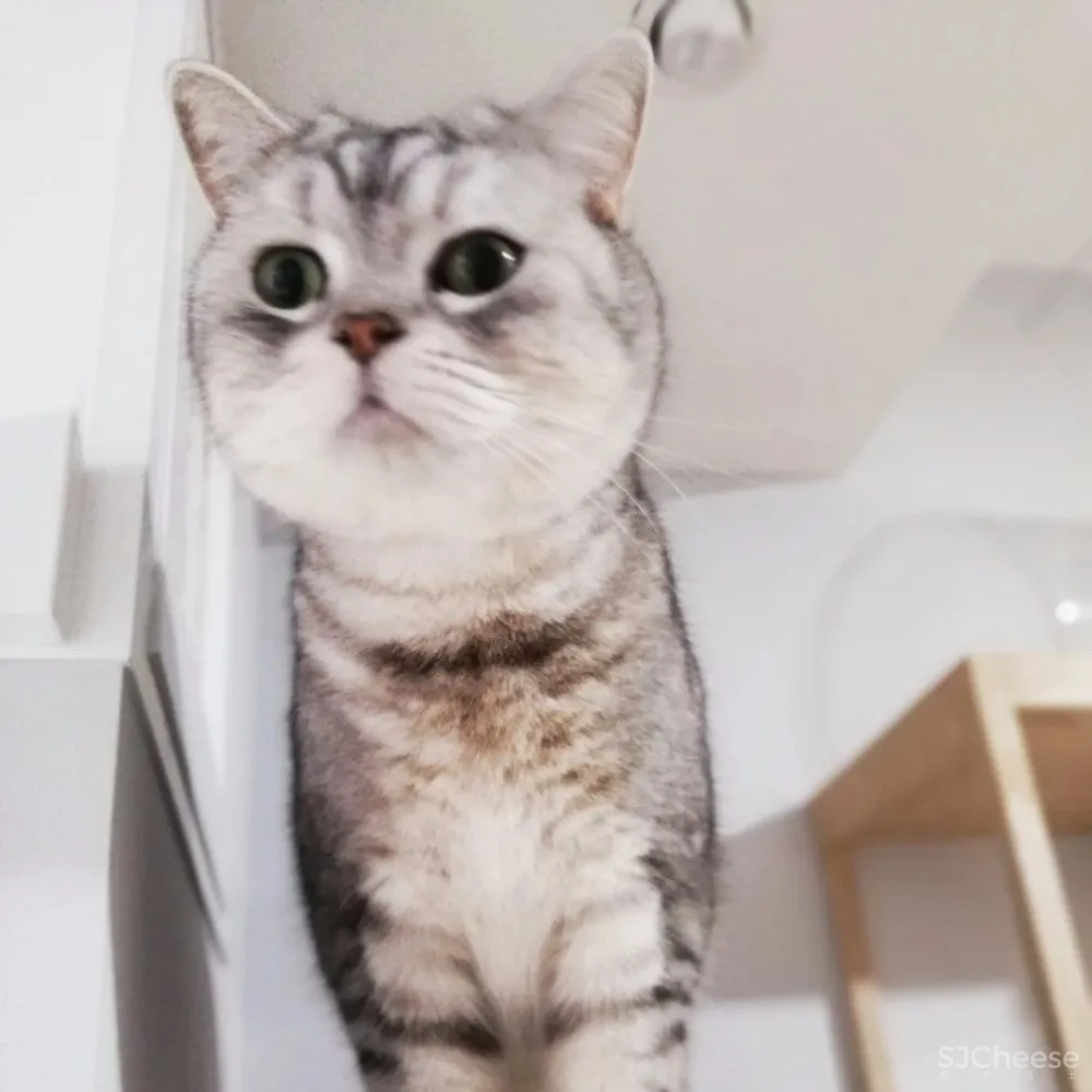 两个日系女孩在60㎡小屋丨收纳进了满房杂物,还有4只猫咪主子