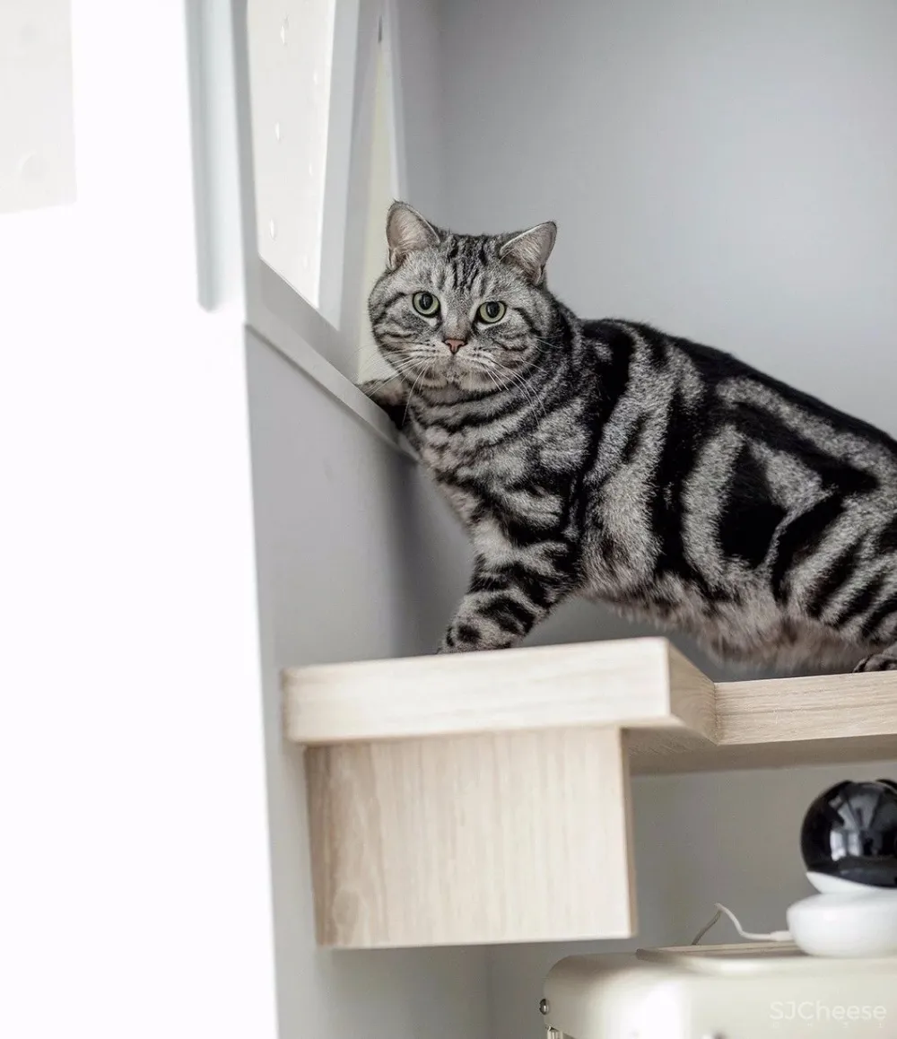 两个日系女孩在60㎡小屋丨收纳进了满房杂物,还有4只猫咪主子