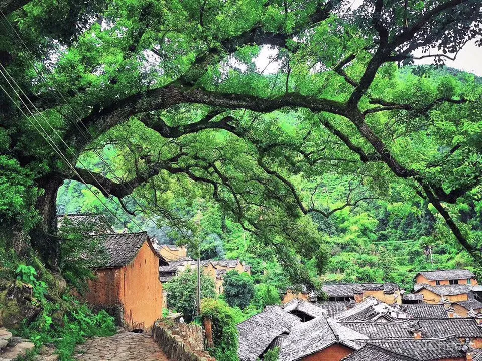 松阳原舍 · 揽树山房 / gad · line+ studio