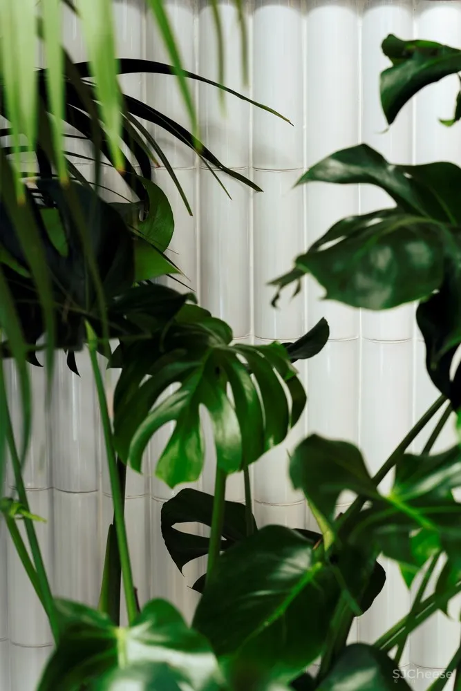 首发 | MESURA:巴塞罗那流动的开放餐厅