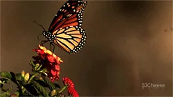 新作 | GBD 杜文彪：最新打造超凡脱俗的梦蝶溪谷，惊艳南京！